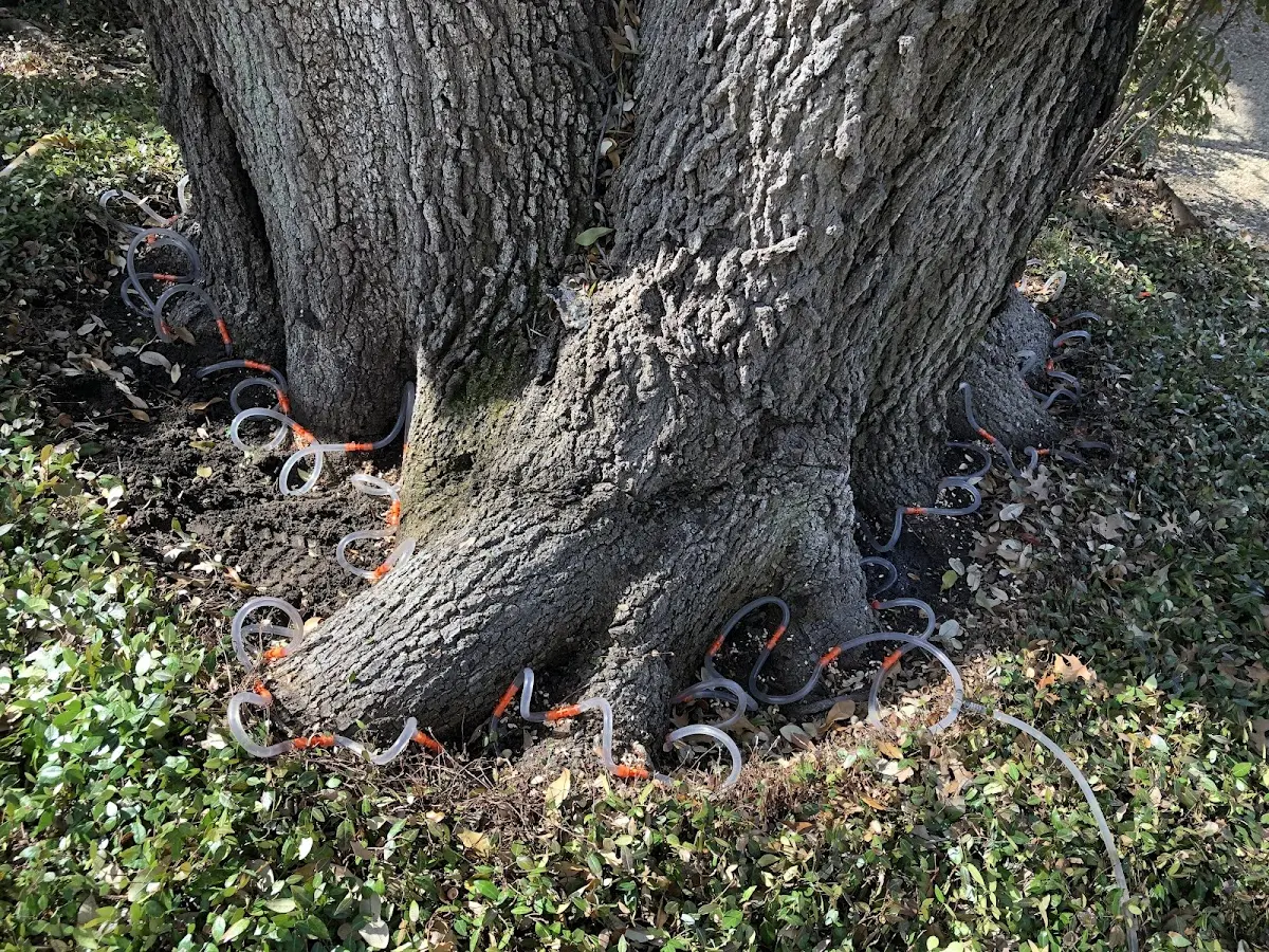Detailed Tree Cabling and Bracing job site in Selbyville