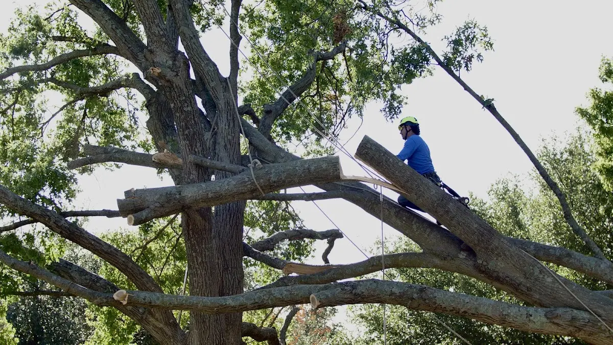 Professional Crown Thinning performed by certified arborists in Selbyville